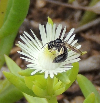 Allodape on Delosperma 2015-02-28_Rennies_15